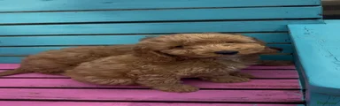 Cockapoo 3