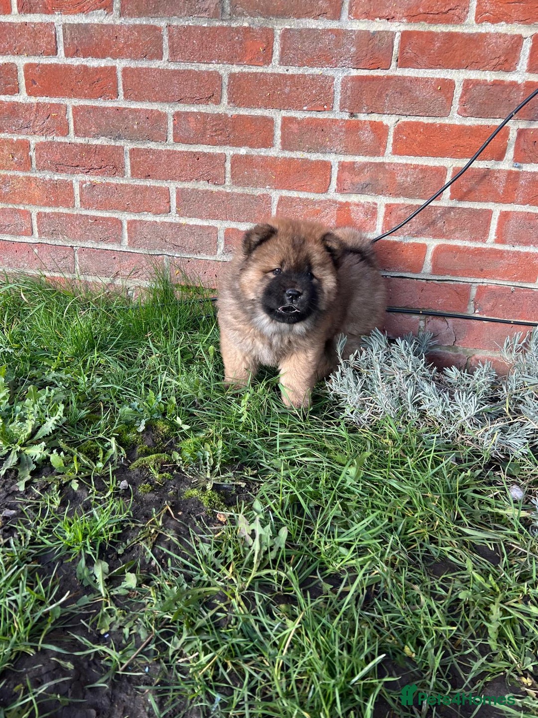 Chow Chow dogs for sale: Gorgeous Chow Chow Puppies Raised in a loving Home - Advert 36