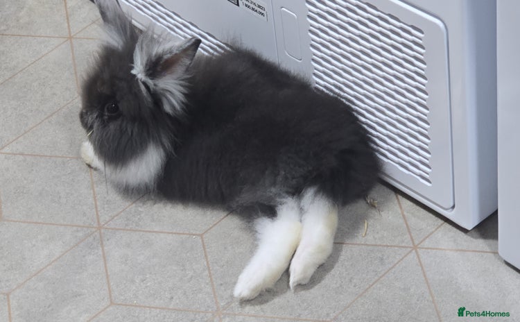 Mini Lion Lop rabbits - Advert 1