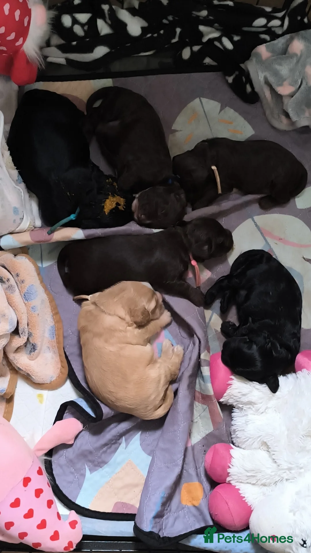 Cockapoo dogs for sale:  6 Gorgeous Cockapoo Puppies  - Advert 2