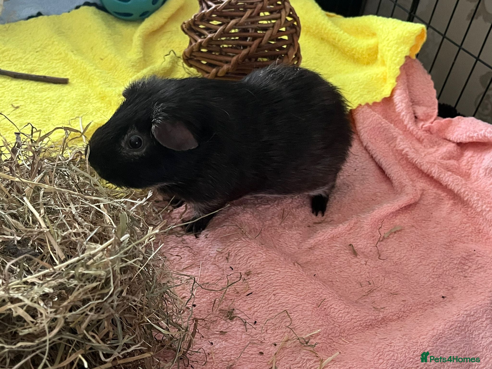 Guinea Pig rodents for sale: Male Guine Pig 10 months old with accessories - Advert 3