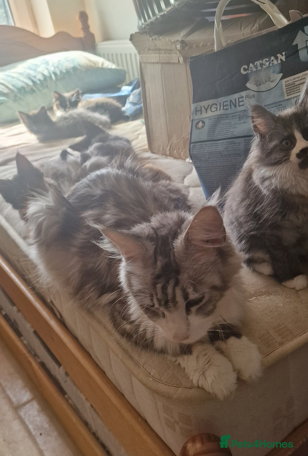 Maine Coon cats for sale: Gorgeous Half Maine Coon Boys and Girls  - Image 33