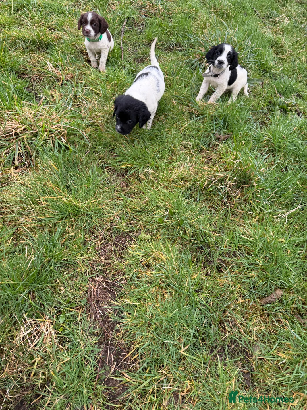 English Springer Spaniel dogs for sale: KC Registered English Springer Spaniel Pups - Advert 5