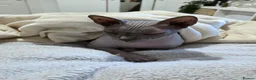 Sphynx cats for sale: Adult male blue sphynx cat - Advert 4