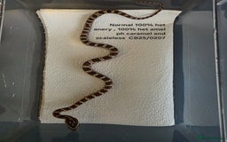 Corn Snake reptiles for sale: Cornsnake Hatchlings - Image 20