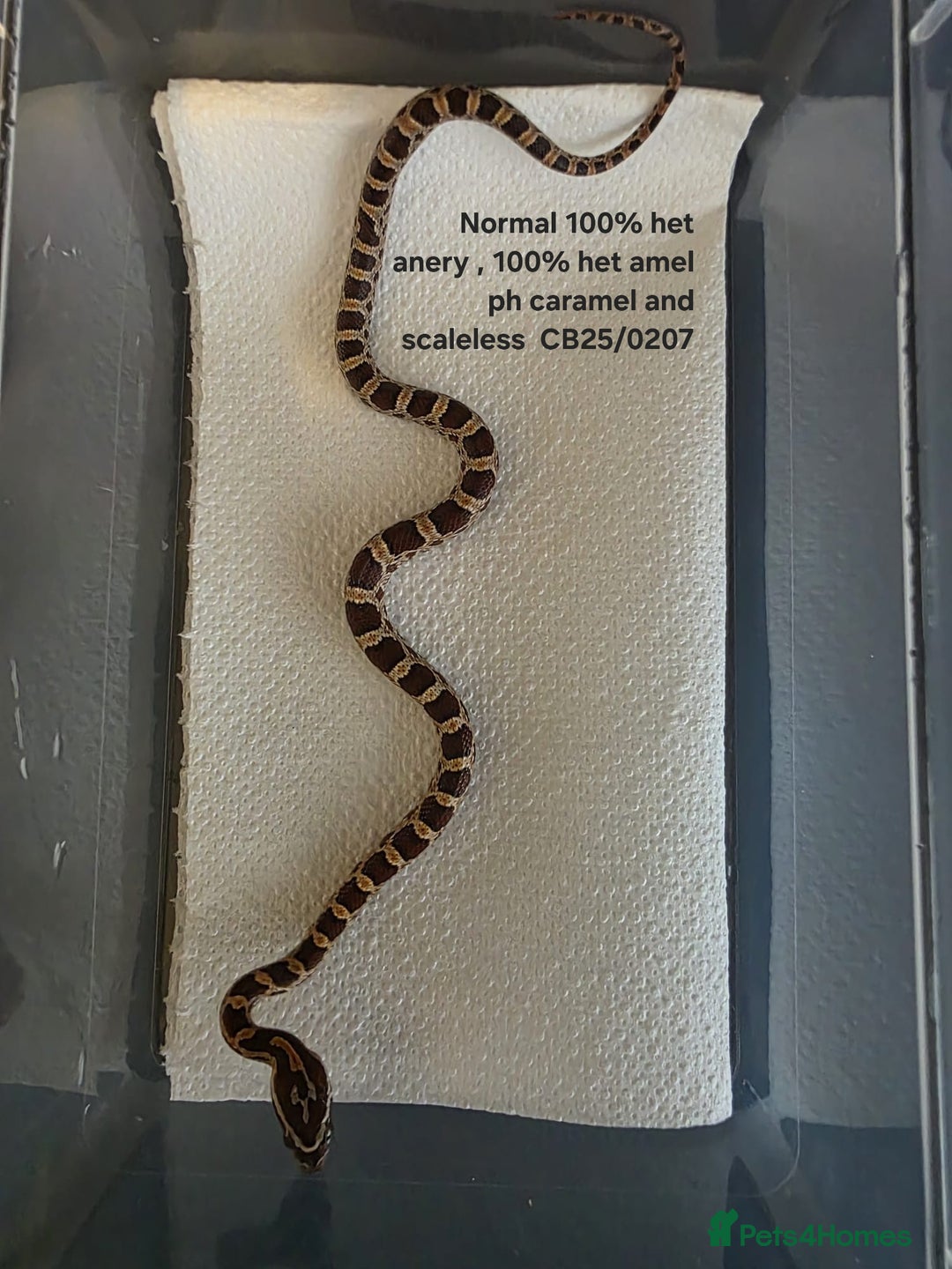 Corn Snake reptiles for sale: Cornsnake Hatchlings - Image 20