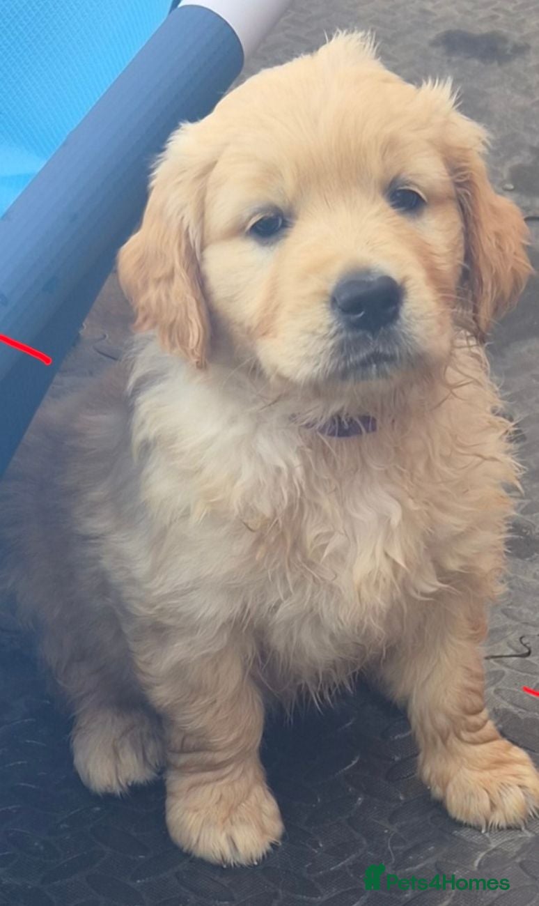 Golden Retriever dogs Golden retriever puppies - Advert 6