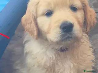 Golden Retriever dogs Golden retriever puppies - Advert 6