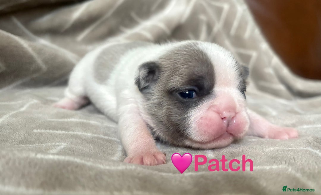 French Bulldog dogs for sale: French Bull Dog Puppies - Advert 1