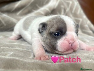 French Bulldog dogs French Bull Dog Puppies - Advert 2