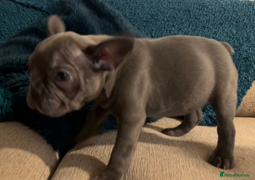 French Bulldog dogs for sale: French Bulldog Blue Girl 12 weeks old ! Last one - Advert 32