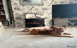 French Bulldog dogs for sale: French Fluffy Bulldogs 2 X Females  - Image 3