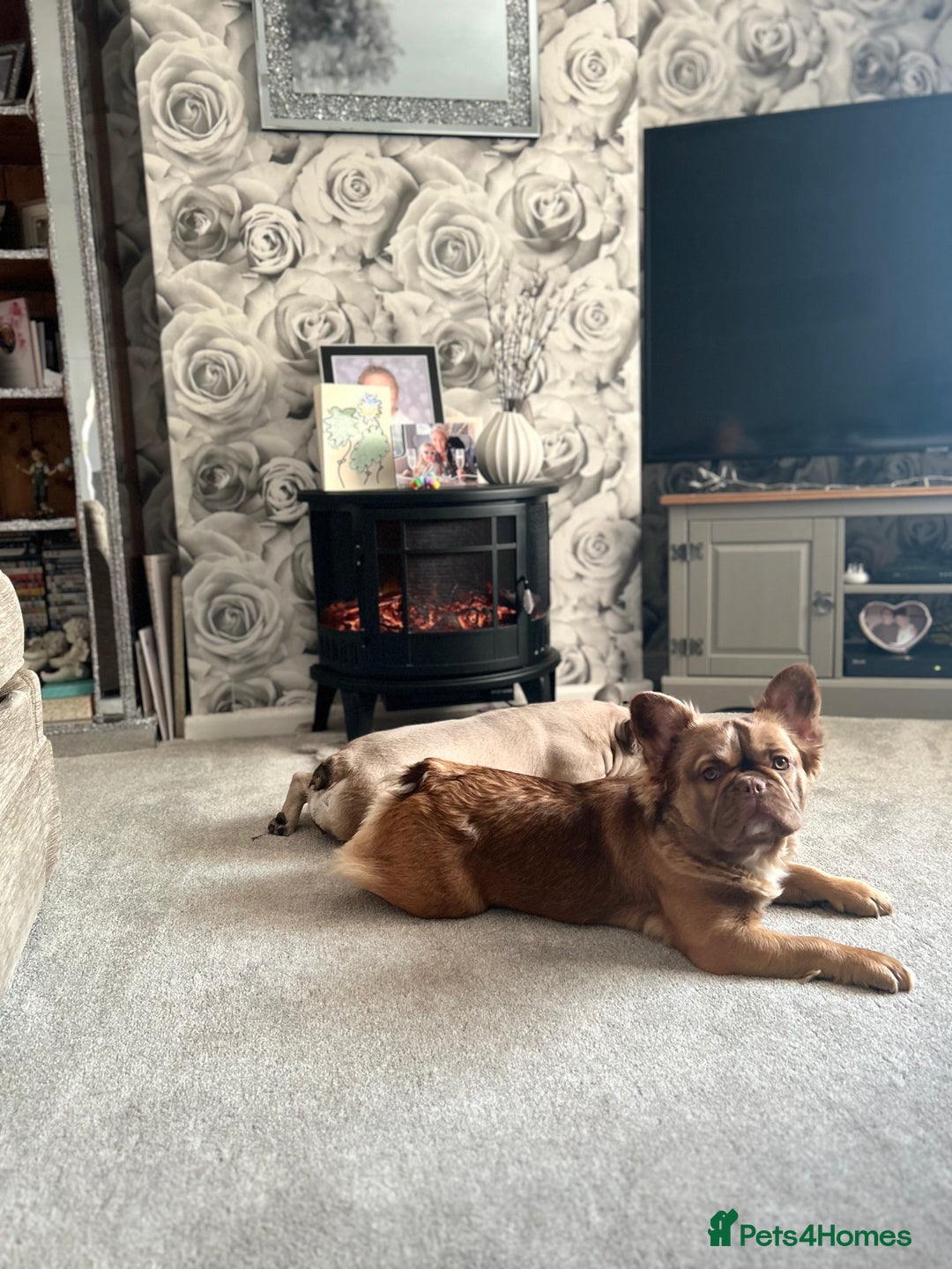 French Bulldog dogs for sale: French Fluffy Bulldogs 2 X Females  - Image 3