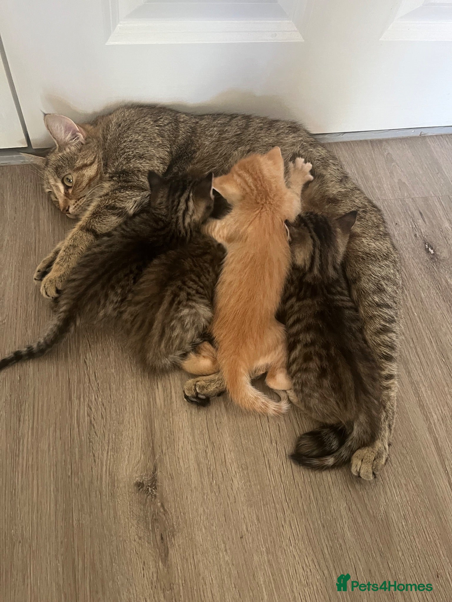 Mixed Breed cats 4 adorable kittens for sale £250 3 tabby, 1 ginger - Advert 3