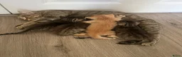 Mixed Breed cats for sale: 4 adorable kittens for sale £250 3 tabby, 1 ginger - Advert 1