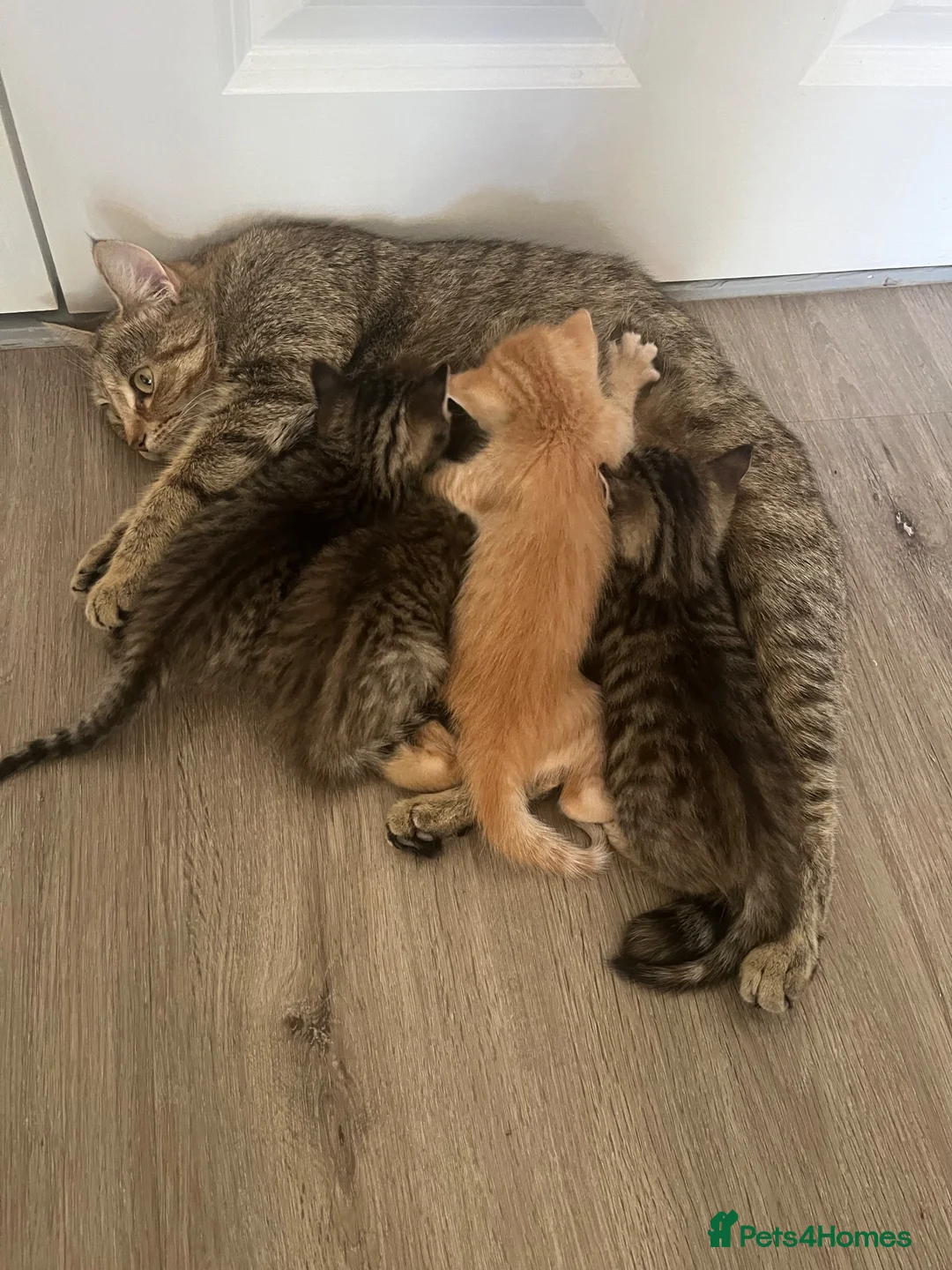 Mixed Breed cats for sale: 4 adorable kittens for sale £250 3 tabby, 1 ginger - Advert 1
