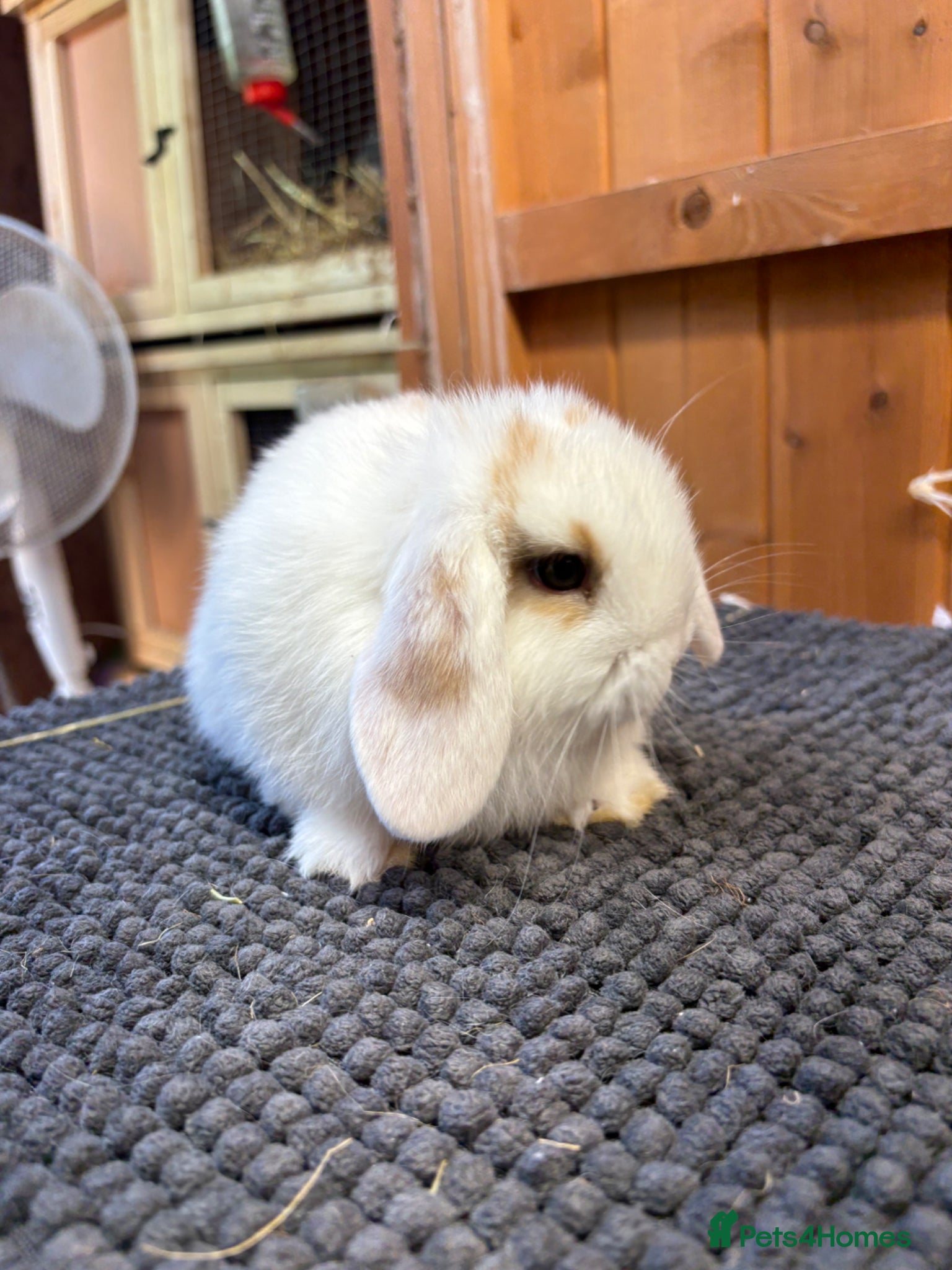 Mini Lop rabbits Pure bred mini lops *vaccinated* - Advert 1