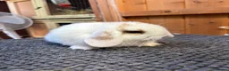 Mini Lop rabbits for sale: Pure bred mini lops *vaccinated* - Advert 1