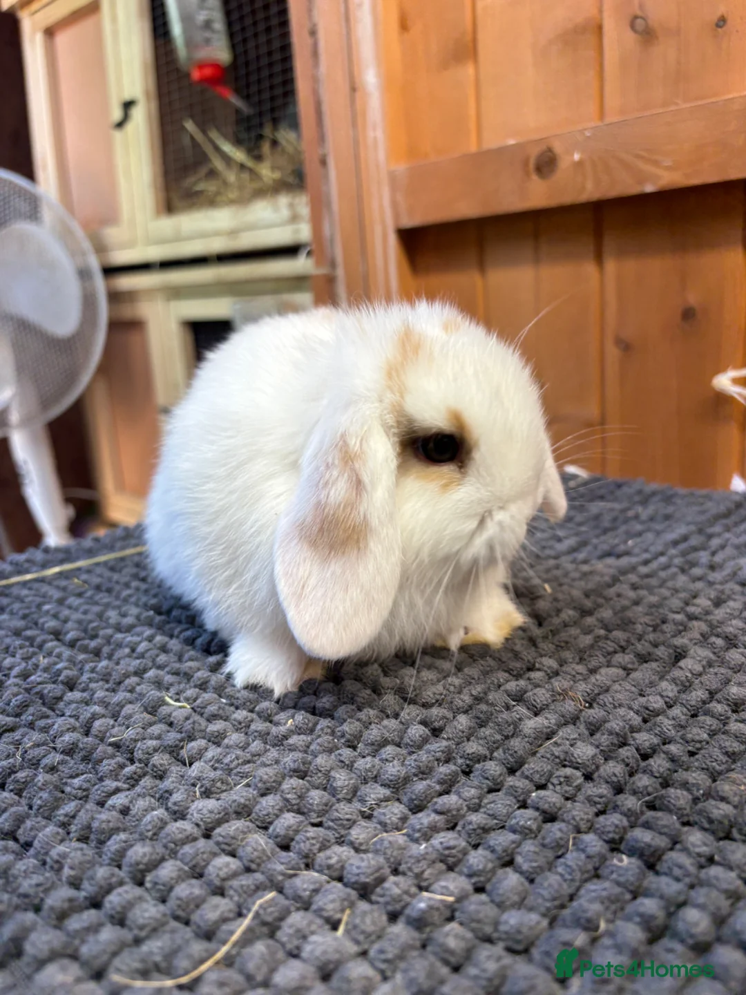 Mini Lop rabbits for sale: Pure bred mini lops *vaccinated* - Advert 1