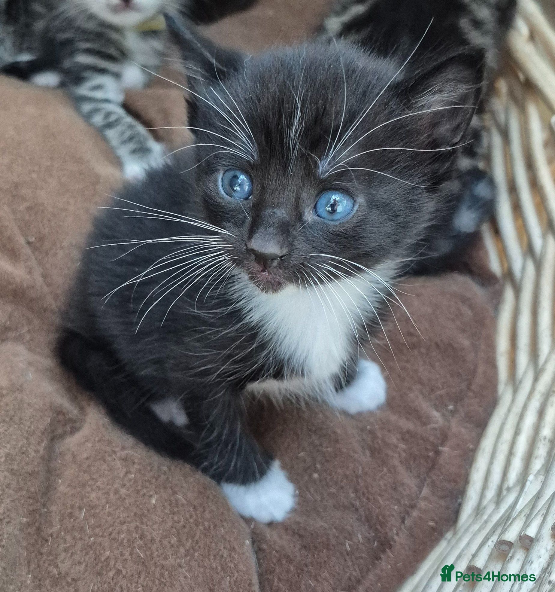 Mixed Breed cats Beautiful Tame Female Kitten Black White - Advert 2