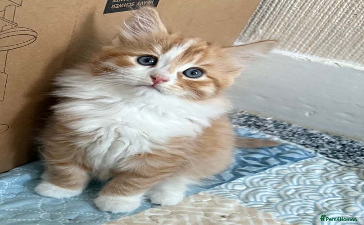 Persian cats Very fluffy kittens  - Advert 10