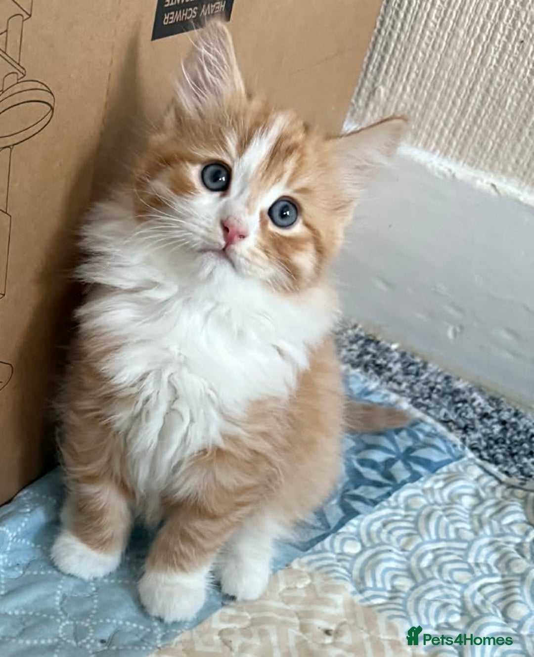 Persian cats for sale: Very fluffy kittens  - Advert 1