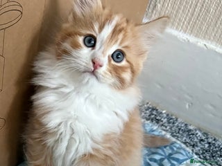 Persian cats Very fluffy kittens - Advert 2