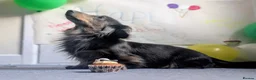 Miniature Dachshund dogs for stud: Long Haired Miniature Blue and Tan Stud - Advert 3