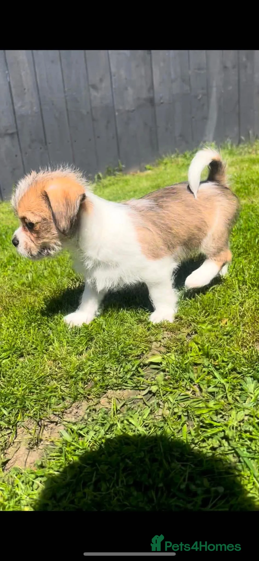 Mixed Breed dogs for sale: Shih Tzu cross chihuahua puppies  - Advert 2