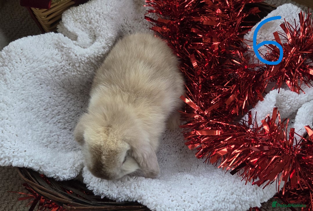 Mini Lop rabbits for sale: Beautiful Baby Purebred Mini Lops - Ready 15th Dec - Advert 13