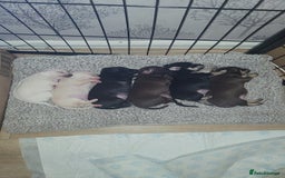 Chihuahua dogs for sale: Chihuahua puppies for sale - Image 7