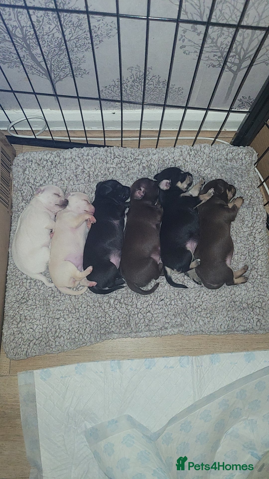 Chihuahua dogs for sale: Chihuahua puppies for sale - Image 7