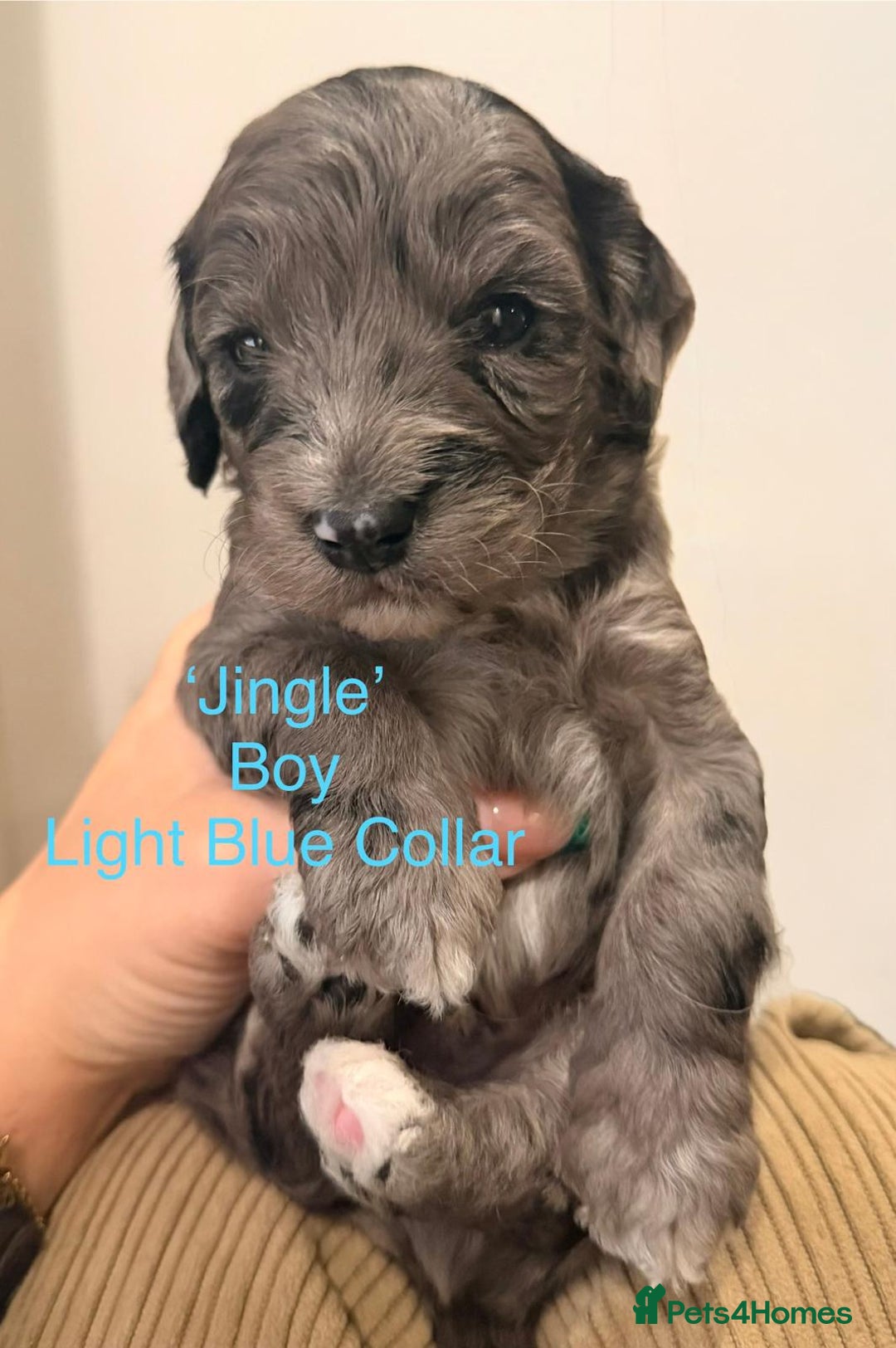 Cockapoo dogs for sale: Beautiful Merle Cockapoo puppies - Advert 4