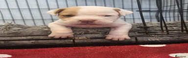 Bullmastiff Puppy 1