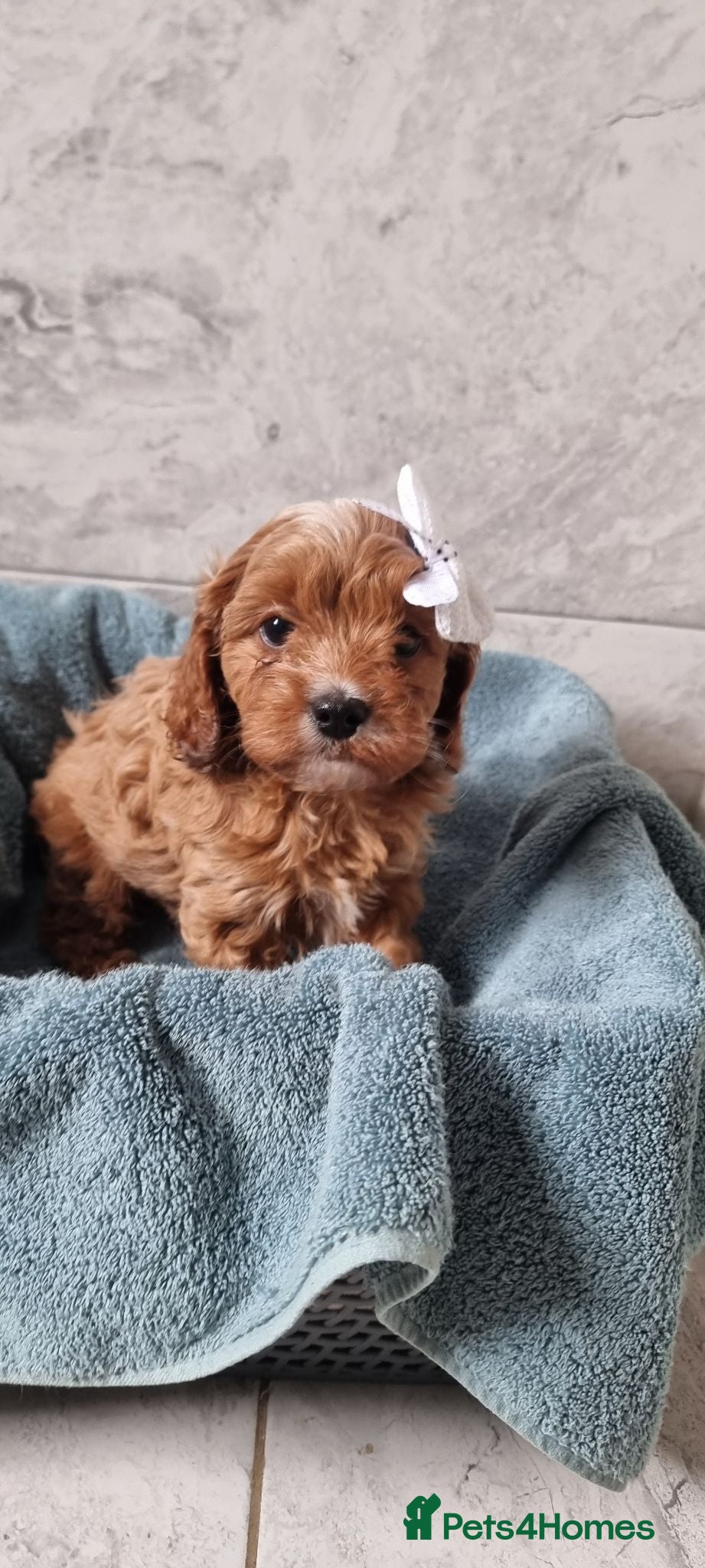 Cavapoo dogs (READY NOW) reduced Tiny F1 toy cavapoos  - Advert 16