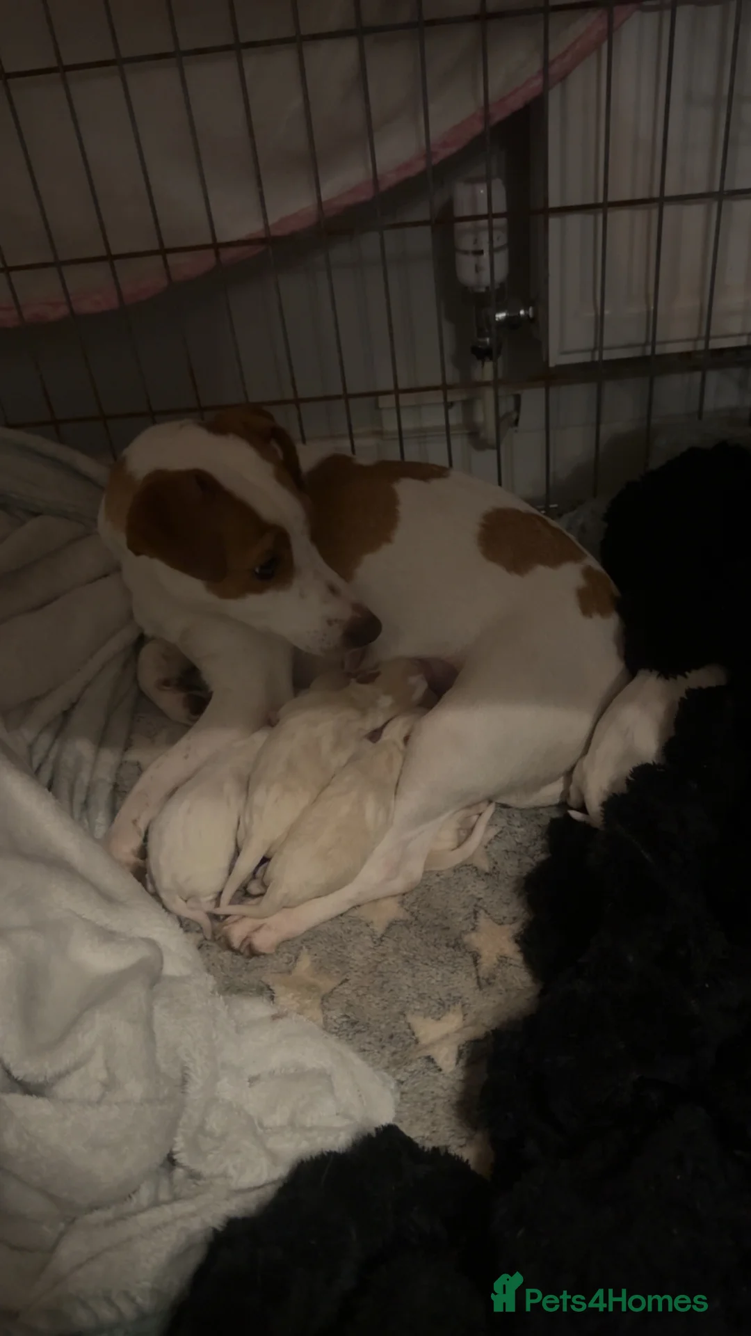 Jackapoo dogs for sale: Jackapoo. Puppies  in Llanerchymedd - Advert 1