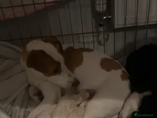 Jackapoo dogs Jackapoo. Puppies in Llanerchymedd - Advert 2