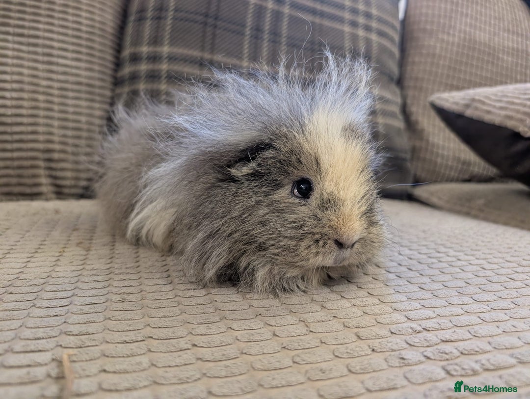 Guinea Pig rodents for sale: 4 female guinea pigs - Advert 7
