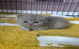 British Shorthair cats for sale: Lilic GCCF registered active champion lines  - Image 29