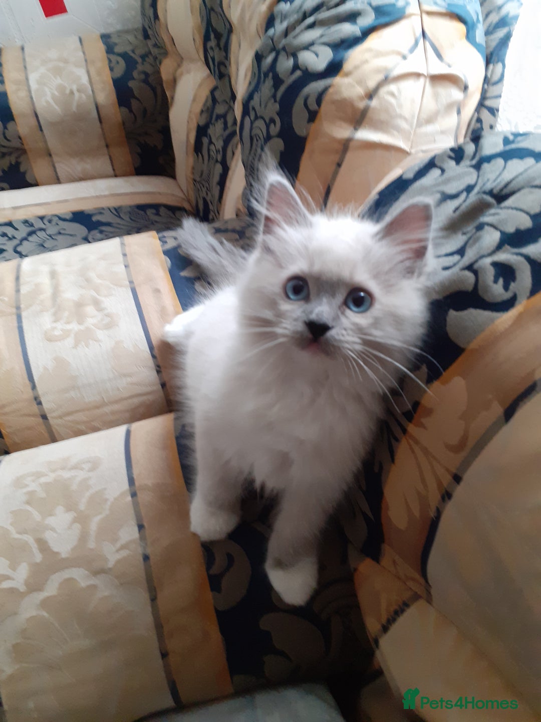 Ragdoll cats for sale: Original purebred Ragdoll kittens.Girl and boy. - Image 10