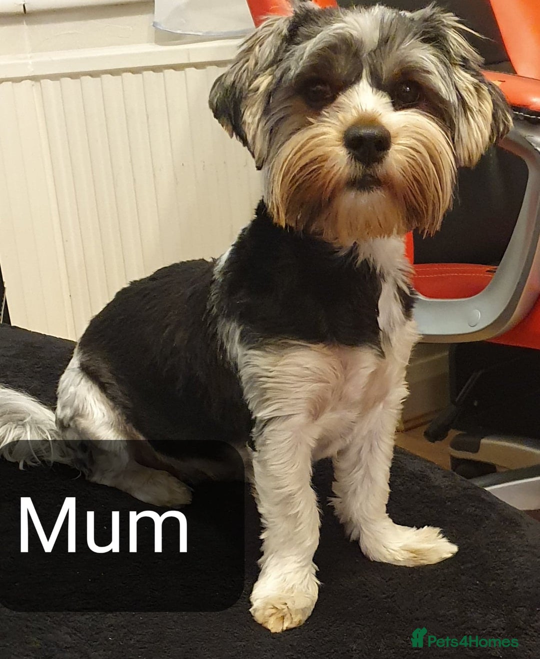 Biewer Terrier dogs for sale: Yorkshire Biewer Terrier Puppies - Advert 2