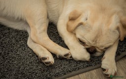 Pug dogs for sale: Pug nearly year old - Image 4