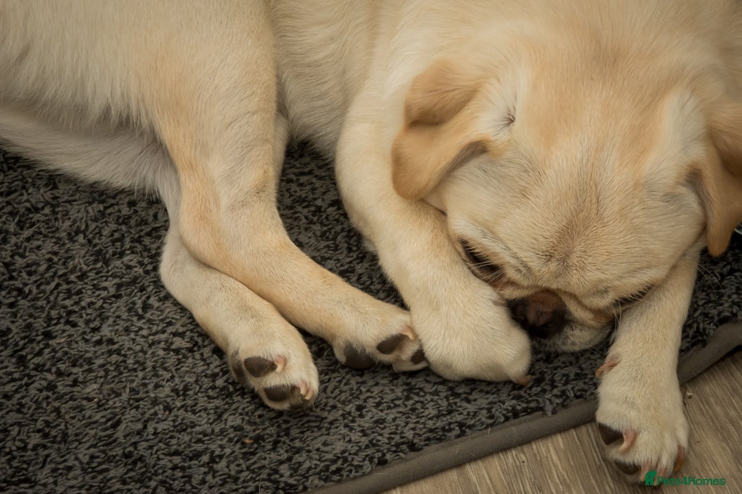 Pug dogs for sale: Pug nearly year old - Image 4
