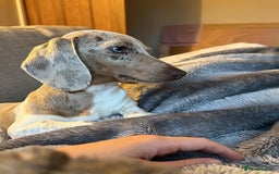 Miniature Dachshund dogs for sale: Miniature dachshund Dottie - Image 3