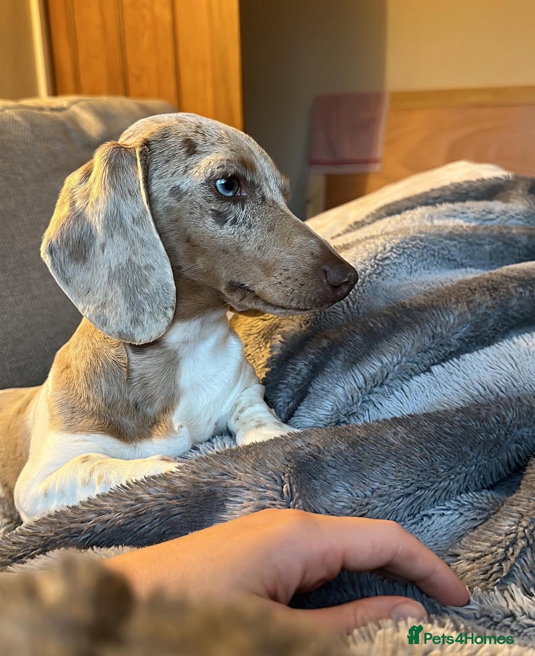 Miniature Dachshund dogs for sale: Miniature dachshund Dottie - Image 3