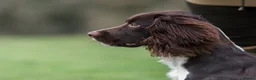 English Springer Spaniel dogs for stud: Fully health tested heavily marked stud - Advert 8