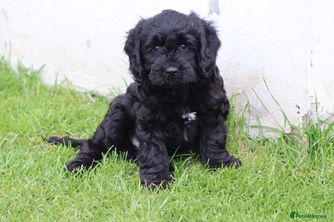 Cavapoo dogs for sale: Beautiful Cavapoo puppies for sale - Image 22