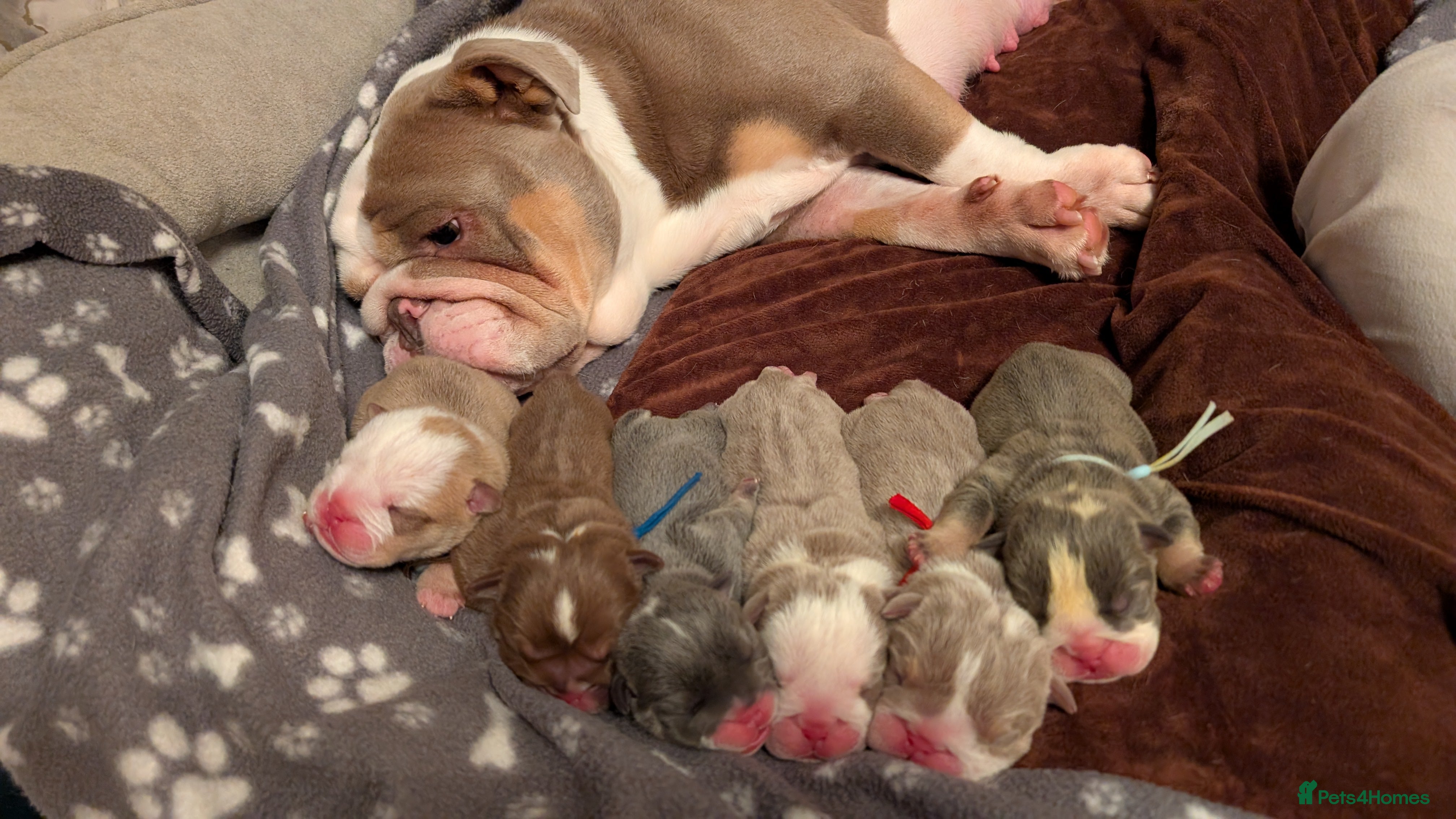 English Bulldog dogs Outstanding English bulldog puppies  - Advert 3