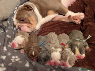 English Bulldog dogs Outstanding English bulldog puppies - Advert 2