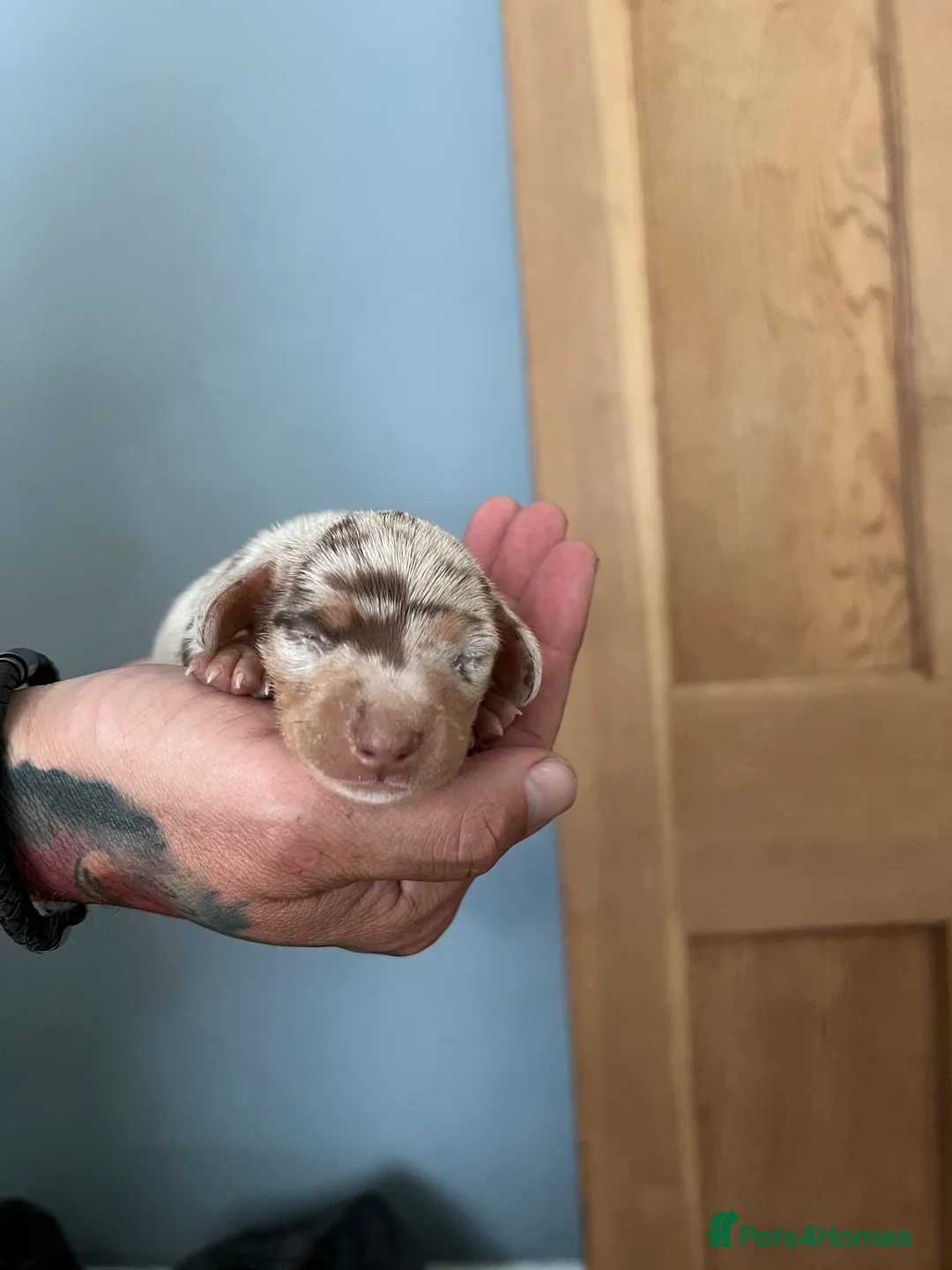 Miniature Dachshund dogs for sale: Dapple miniature dachshunds  - Advert 16